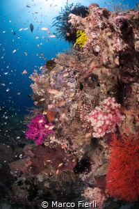 Soft Coral & Anthias in Wakatobi by Marco Fierli 